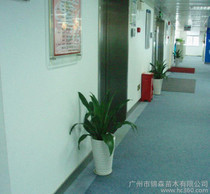 廣州綠植 價格、批發(fā)與廠家指南，及花卉綠植租借與代管理服務(wù)