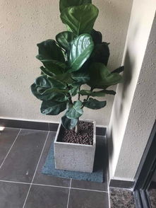 泉州公司租花服務(wù) 萬達綠植租擺、發(fā)財樹與開業(yè)盆栽的專業(yè)解決方案