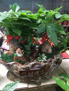 泉州公司租花與萬達綠植租擺 發(fā)財樹開業(yè)盆栽及代管理服務(wù)一覽