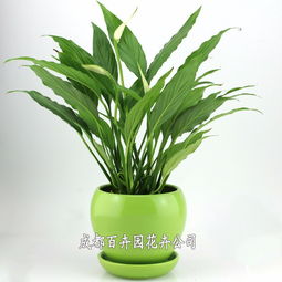 成都辦公室綠植租擺全指南 價格、方案設(shè)計一站式解析