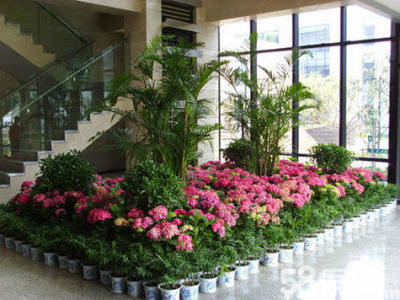 重慶綠植租擺服務 一站式解決方案，輕松打造活力辦公空間