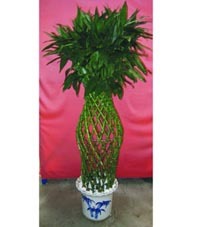 武漢植物出租，打造綠色辦公空間首選——武漢市江岸區一方綠花卉園藝經營部