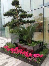 綠植租賃新風尚 武漢雅淳花卉，點亮漢口辦公與生活空間